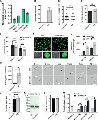 Plasmodium berghei Kinesin-5 Associates With the Spindle Apparatus During Cell Division and Is Important for Efficient Production of Infectious Sporozoites